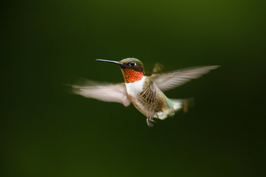 Ruby-throated Hummingbird
