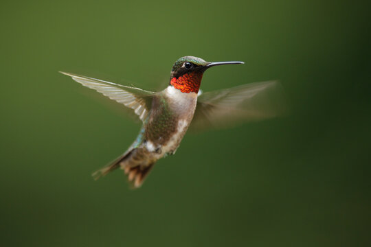 Ruby-throated Hummingbird