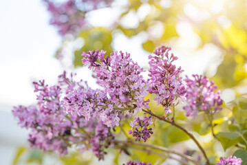 Fototapeta premium Flieder