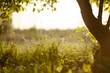 green grass and lywood in sunlight. Copy space
