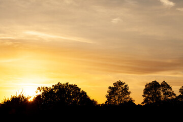 sunset above trees, tree silhouettes, used as background or texture