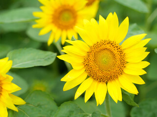 ひまわりの花畑