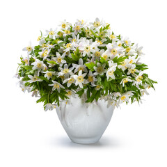 Spring flowers anemone nemorosa in vase isolated. Windflower