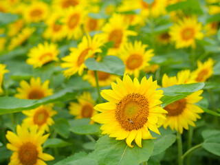 ひまわりの花畑