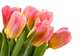 lovely pink tulips isolated on white background