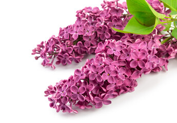 purple lilac flowers isolated on white background
