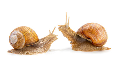two grape snail isolated on a white background. snails communicate with each other