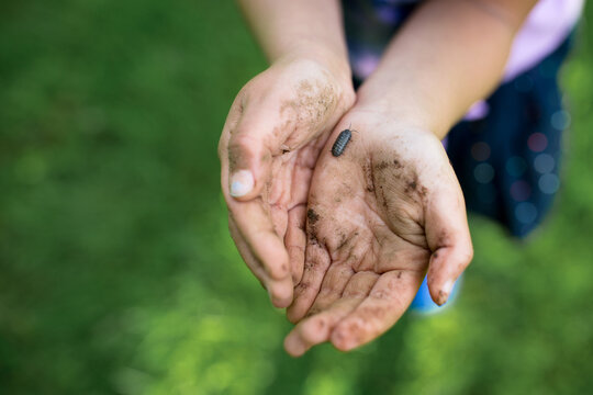 Child holds potato bug in dirty hands