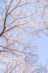 満開の桜並木と青空