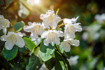 White rhododendron blooms against the background of green grass