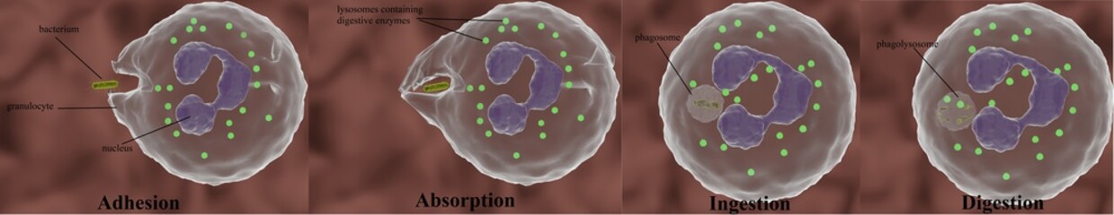 steps of phagocytosis in 3d illustration, ensured by a phagocyte called granulocyte.