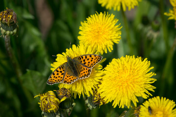 Araschnia levana on yellow dandelion flower. beautiful delicate butterfly, orange wings. macro insect, nature close-up. The mutable map butterfly, spring season. copy space, top view.