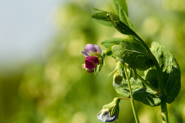 Blooming green peas. Purple pea flower close up