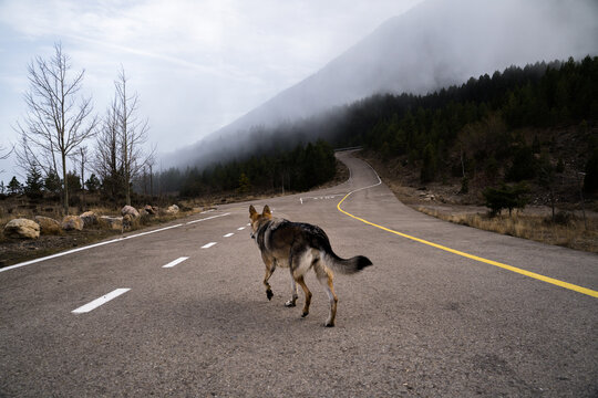 Wolf dog walking in the middle of an empty mountain road