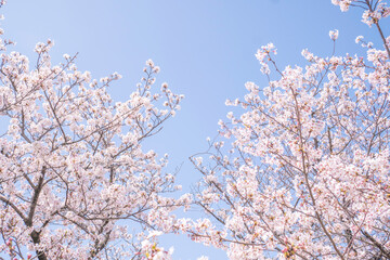 満開の桜並木と青空