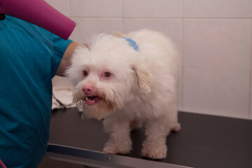 dog at the hairdresser drying and grooming hair