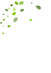 Olive Foliage Flying Vector Banner. Blur Leaf