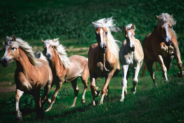 Group of haflinger horses run in the meadow