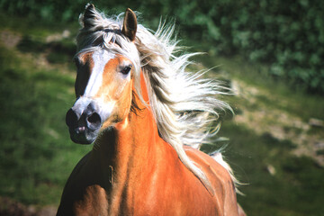 Haflinger horse galloping free in the meadow