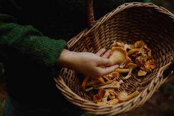 Foraging chanterelle mushrooms