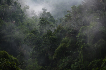 dawn fog in the jungle