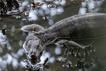 Water Monitor lizard