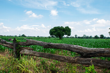 Fototapeta na wymiar View of green nature with corn fields beautiful landscape