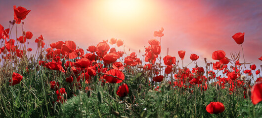 Poppy field at sunset