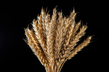 Spikelets of wheat on a black background