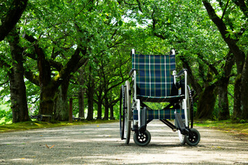 Wheelchair in a tree-lined road. 並木道にある車いす