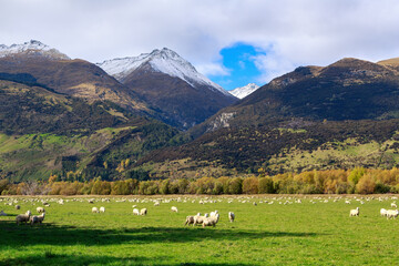 Sheep grazing in a meadow beneath a range of mountains. Photographed in the South Island, New...