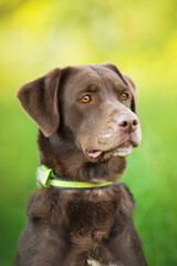 labrador dog portrain in the sunny summer road