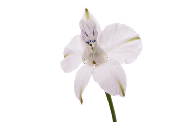 perennial delphinium flower