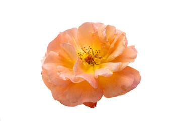 peach rose isolated