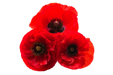 beautiful poppies isolated