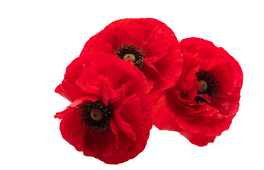 beautiful poppies isolated