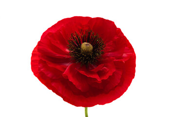 beautiful poppies isolated