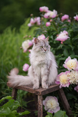 Naklejka na ściany i meble Photo of a gray fluffy cat near a pink peony bush.