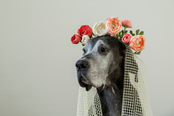 Purebred dog in wedding wreath