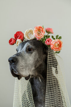Great Dane dog in floral wreath