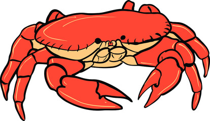 art cute drawing crab wild vector cartoon illustration animal