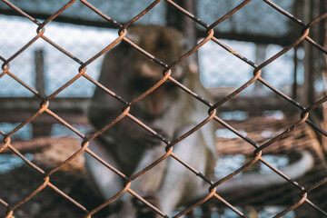 monkey in  cage with blurred images