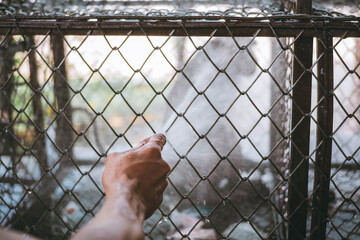 monkey in cage with water splash