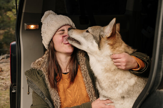 Cute wolf dog licking the face of a woman inside camper van in forest