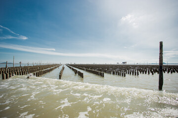 SURAT THANI,  Famed for oyster cultivation and oysters farm are located in the areas of the Kradae Canal and the Thong River, Surat Thani.
