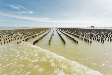 SURAT THANI,  Famed for oyster cultivation and oysters farm are located in the areas of the Kradae Canal and the Thong River, Surat Thani.