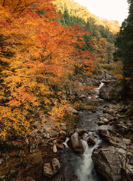 Trees Turn Into Red And Yellow Colors In Autumn At Japanese Countryside