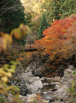 Trees Turn Into Red And Yellow Colors In Autumn At Japanese Countryside