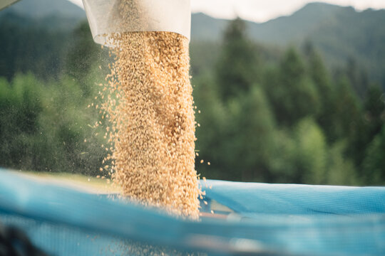 Harvest Japanese Rice With Combine Harvester In Japan