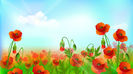Summer landscape background with red poppies against a blue sky with clouds and sunbeams. Vector illustration.